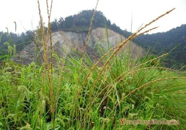 鼠尾粟（禾本科）