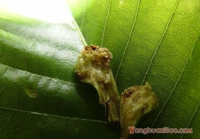 栗瘿蜂（瘿蜂科）