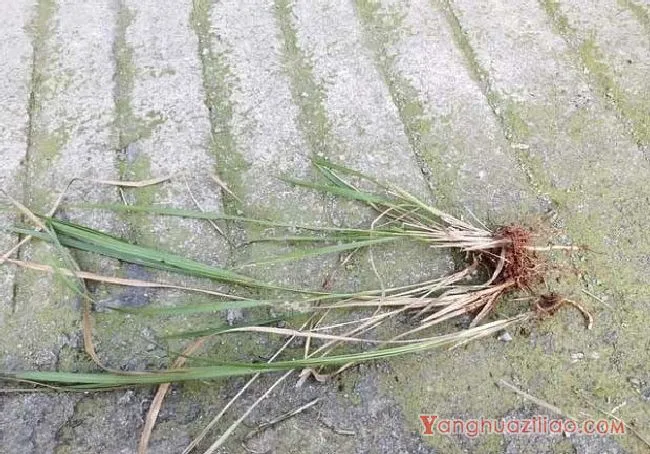 茅草（禾本科）