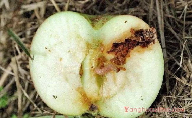 苹果蠹蛾(卷蛾科) 苹果蠹蛾(卷蛾科)