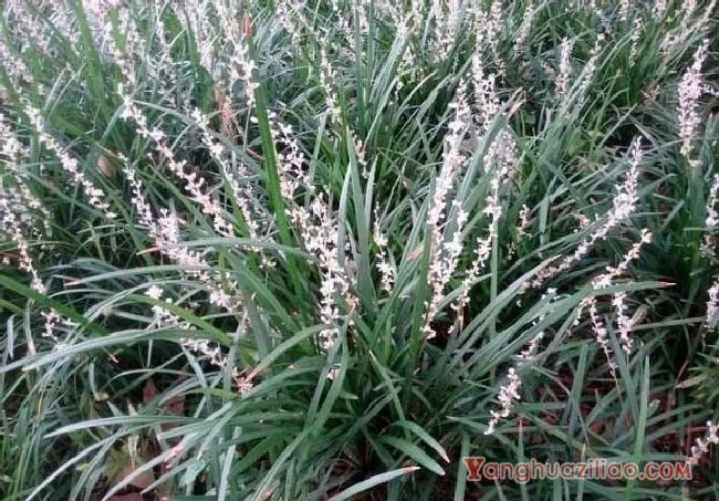 吉祥草（百合科）