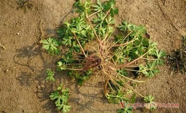 野老鹳草（牻牛儿苗科）