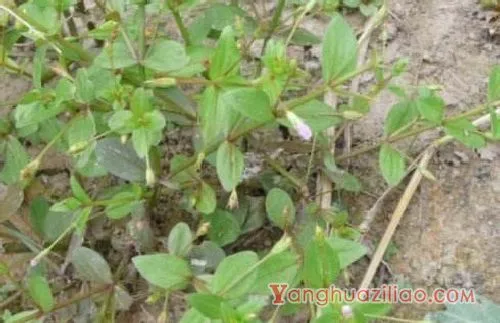 陌上菜（玄参科）