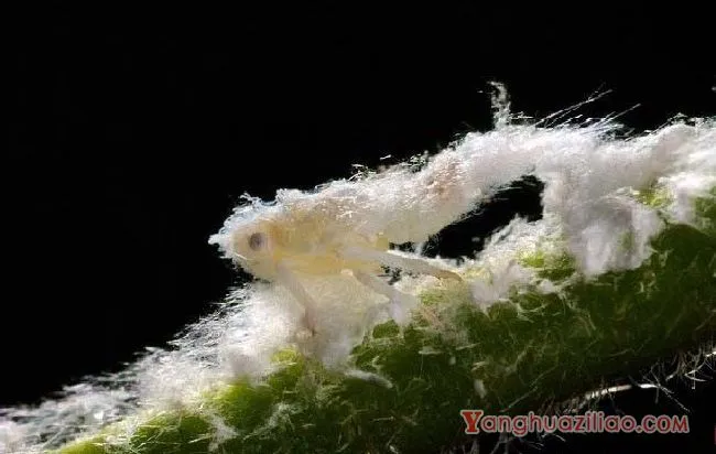 碧蛾蜡蝉（蜡蝉科）