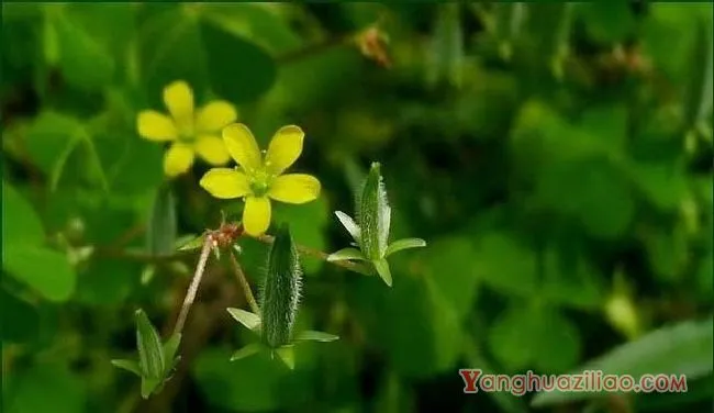 酢浆草(酿浆草科) 酢浆草(酿浆草科)