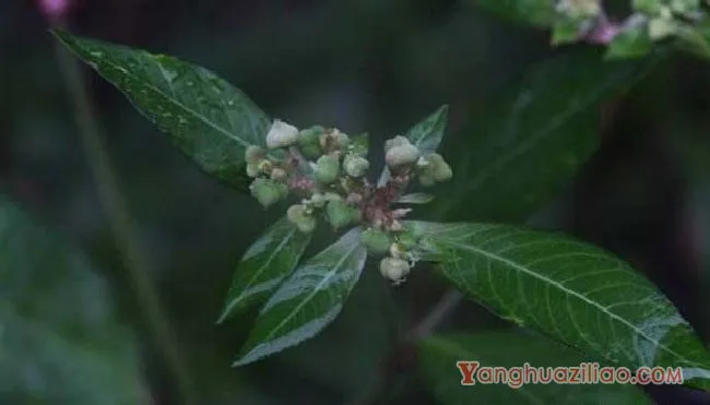 白苞猩猩草（大戟科）