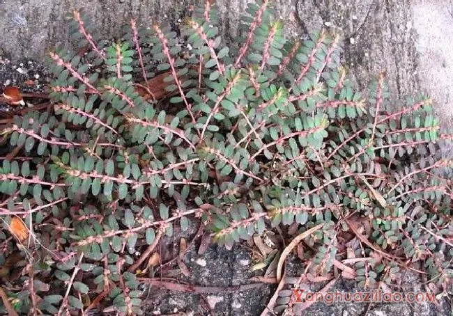 千根草（大戟科）