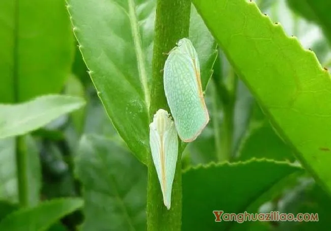 碧蛾蜡蝉（蜡蝉科）