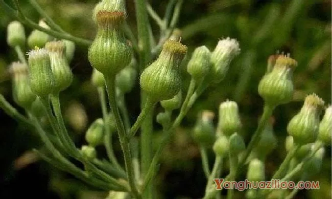 苏门白酒草（菊科）