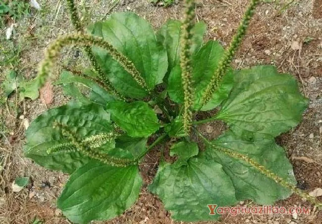 车前草(车前科) 车前草(车前科)