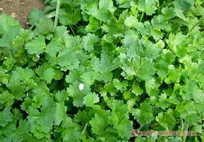石龙苪（毛茛科）