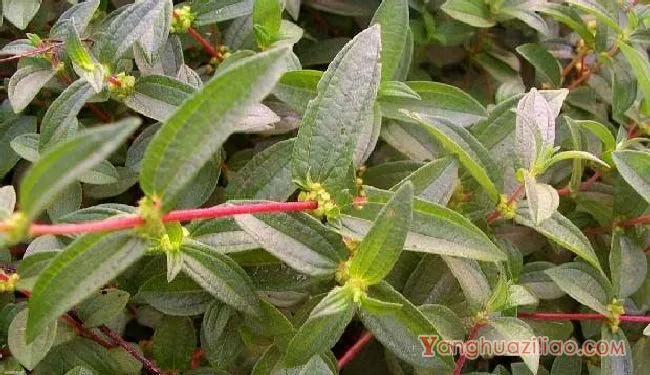 糯米团（荨麻科）