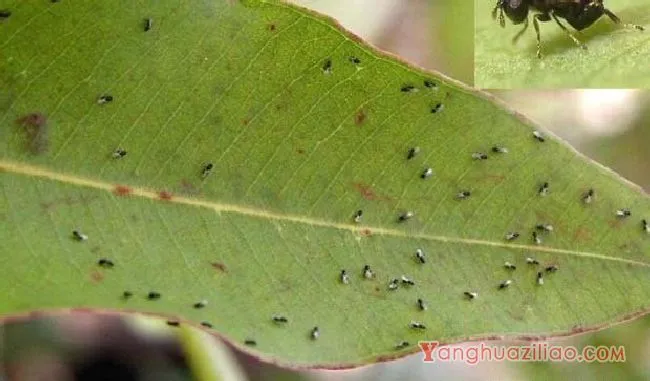 栗瘿蜂（瘿蜂科）