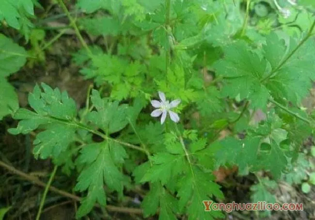 还亮草(茛科) 还亮草(茛科)