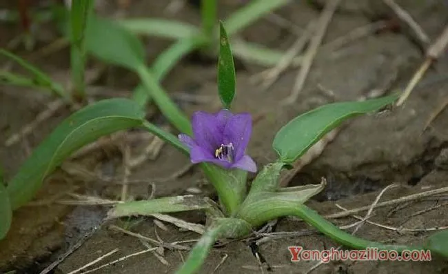 鸭舌草（雨久花科）