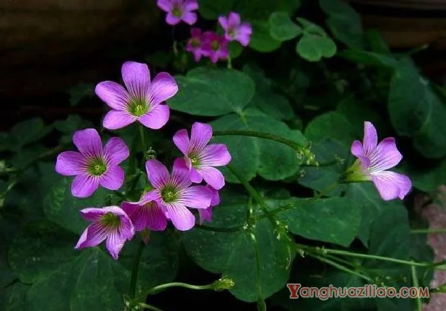红花酢浆草（酢浆草科）