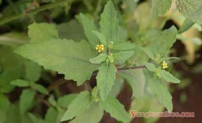 豨莶（菊科）