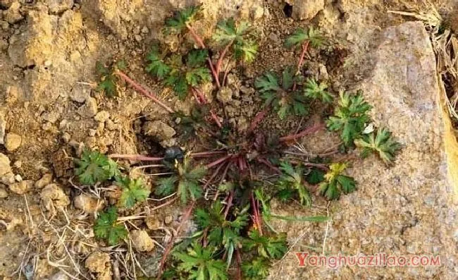 野老鹳草（牻牛儿苗科）