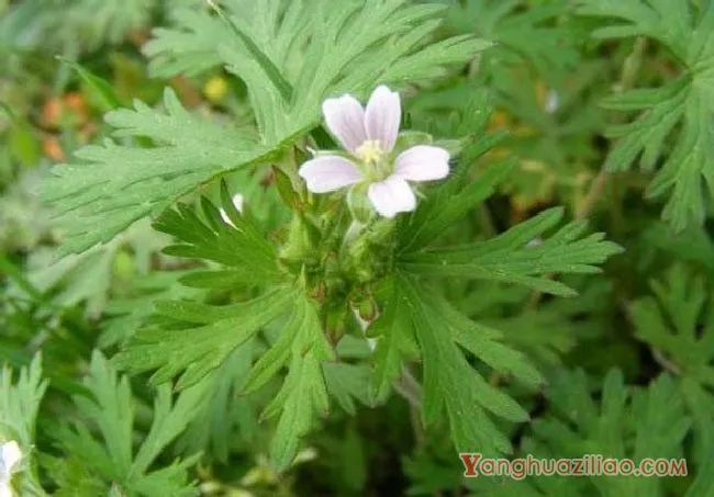 野老鹳草（牻牛儿苗科）