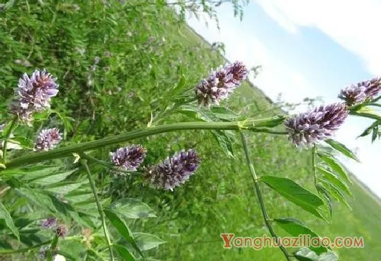 刺果甘草（豆科）