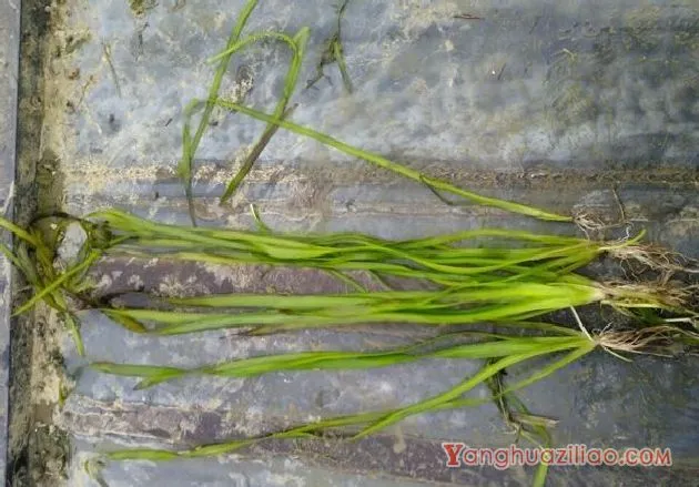 苦草（水鳖科）