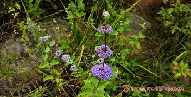 兰香草（马鞭草科）