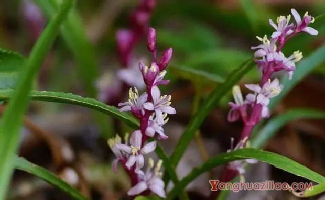 吉祥草(百合科) 吉祥草(百合科)