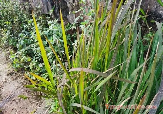 茅草（禾本科）
