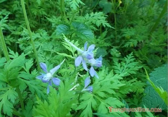 还亮草(茛科) 还亮草(茛科)