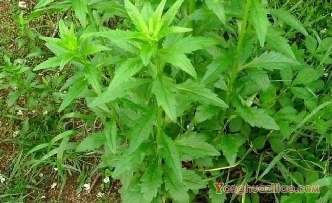 一年蓬（菊科）