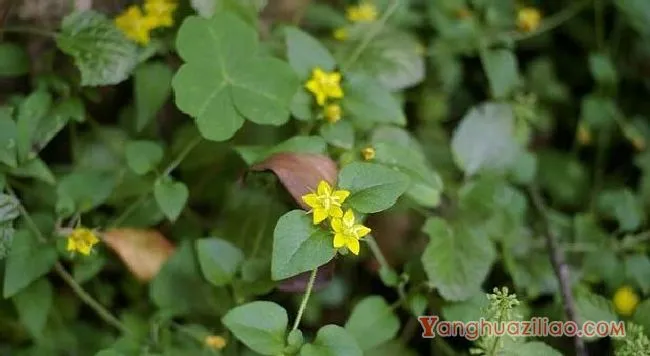 过路黄（报春花科）