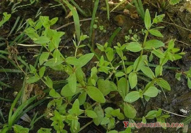 陌上菜（玄参科）