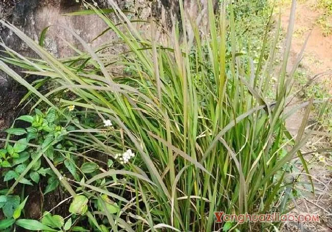 茅草(禾本科) 茅草(禾本科)