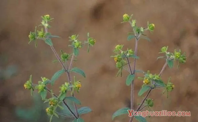 豨莶（菊科）