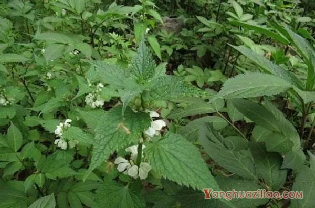 野芝麻（唇形科）