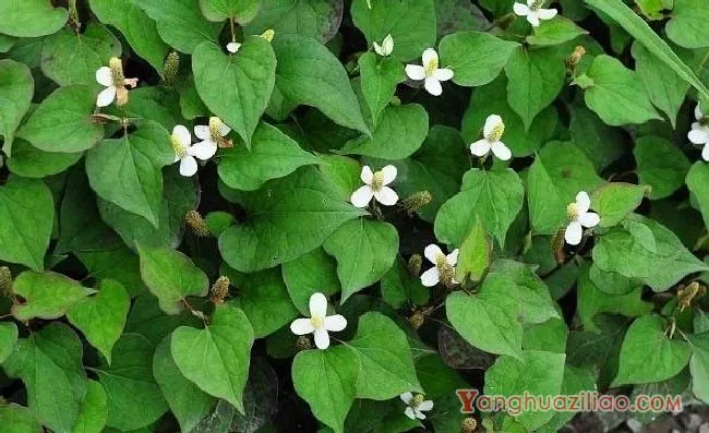 蕺草（三白草科）