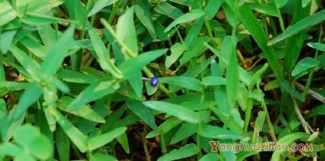 水竹叶（鸭跖草科）