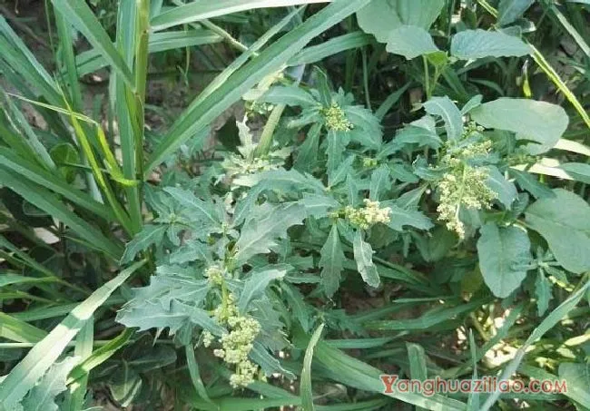 灰绿藜（藜科）