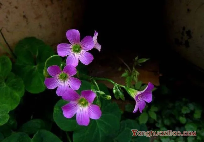红花酢浆草（酢浆草科）