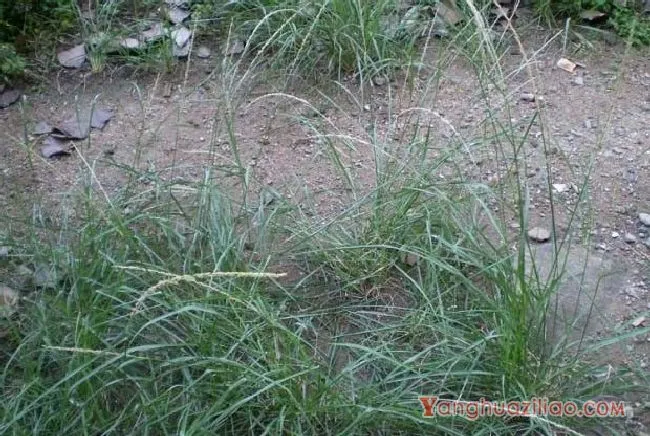 鼠尾粟（禾本科）