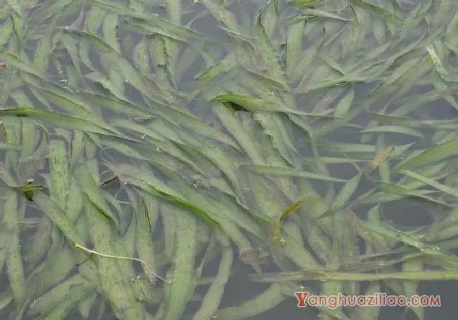 苦草（水鳖科）