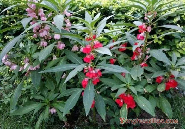凤仙花（凤仙花科）