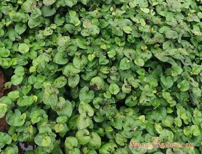 蕺菜（三白草科）