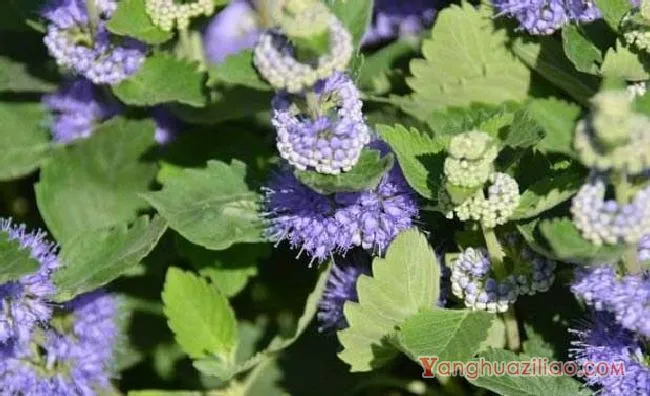 兰香草（马鞭草科）