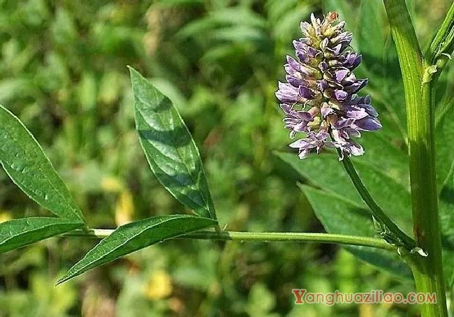 刺果甘草(豆科) 刺果甘草(豆科)