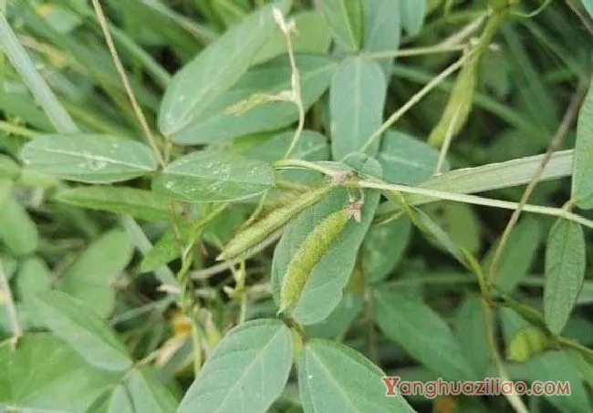 野大豆（豆科）