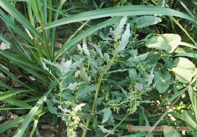 灰绿藜（藜科）