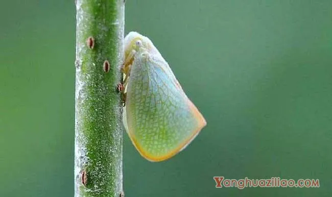 碧蛾蜡蝉（蜡蝉科）