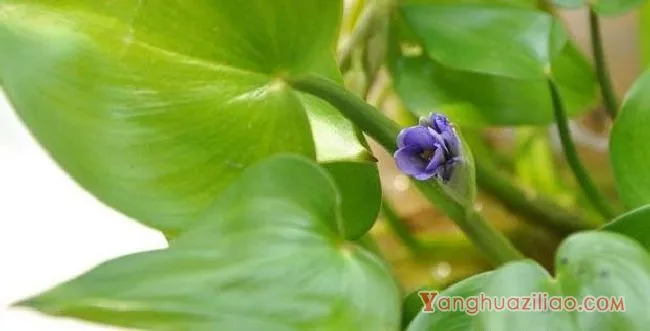 鸭舌草（雨久花科）