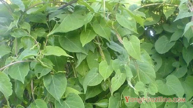 何首乌（蓼科）